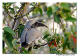 Indian Grey Hornbill (Ocyceros birostris)_DD35015