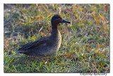 Common teal_DD30902