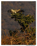 Long-billed Vulture (Gyps indicus)_D2X7687