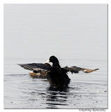 Common Coot (Fulica atra)_DD34313