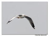 Brown headed Gull(Chroicocephalus brunnicephalus)_DD37064