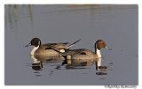 Face off-Northern Pintail (Anas acuta)_DD36402