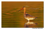 Black-tailed Godwit( Limosa limosa) _DD38581