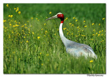 Sarus crane_DSC3328