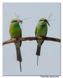 Green Bee Eater_BID5115