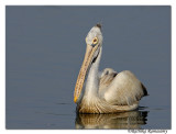 Spot-billed Pelican (Pelecanus philippensis)_D2X0100