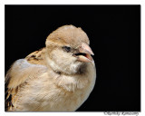 House Sparrow (Passer domesticus)-_DD39926