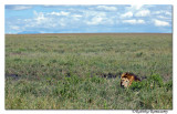 Camouflage_D2X8174