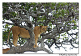 On the tree_D2X8206