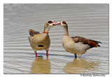 Egyptian Goose (Alopochen aegyptiacus)_DD33640