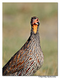 Yellow-necked Spurfowl (Francolinus leucoscepus)_DD31008