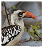 Red-billed Hornbill (Tockus erythrorhynchus)_DD31592