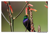 Purple-banded Sunbird (Nectarinia bifasciata)_DD31894