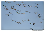 Yellow-billed Stork(Mycteria ibis)_DD32363