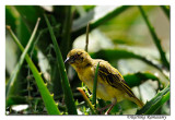 Weaver bird_DD31861