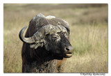 Cape buffalo (Syncerus caffer)_D2X8451