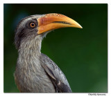 Malabar Grey Hornbill(male)-8355,Western Ghat endemic