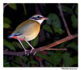 Salim Ali Bird Sanctuary ,Thattakad - Kerala