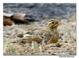 Blyths Pipit taking mudbath