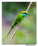 Green Bee eater-8449
