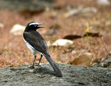 White-browed Wagtaill-8478