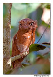 Srilankan Frogmouth-D2c0060,Western Ghat endemic