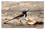 White brow wagtail-8534