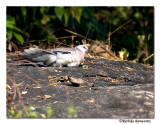 Sunbathing Dove-8528