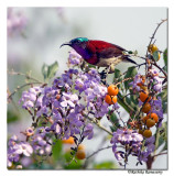 Crimson-backed Sunbird -9075