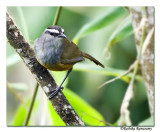 Grey Breasted Laughing Thrush -8773