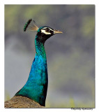 Indian Peafowl