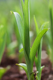 Day Lily Shoot