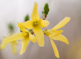 Forsythia.2