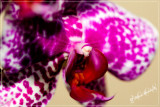 IMG_3668  Orchid