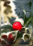 IMG_1600  Holly