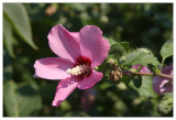 Hibiskus