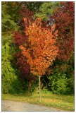 Herbst im Park