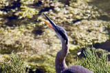 Blue Heron Yawn