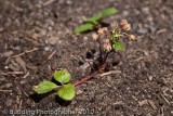 strawberry plant.jpg