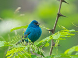 Indigo Bunting