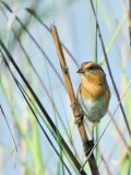 Nelsons Sharp-tailed Sparrow