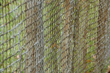 Old Fence