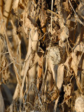 Dry Things