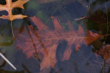 leaf in water