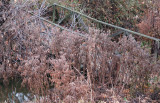foot bridge