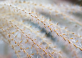 Grass Seeds