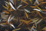 Leaf Ice Jello