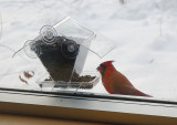 Cardinal at window feeder