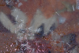 Ice Leaves Seeds - Abstract