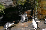 rockhopper penguins taking shower